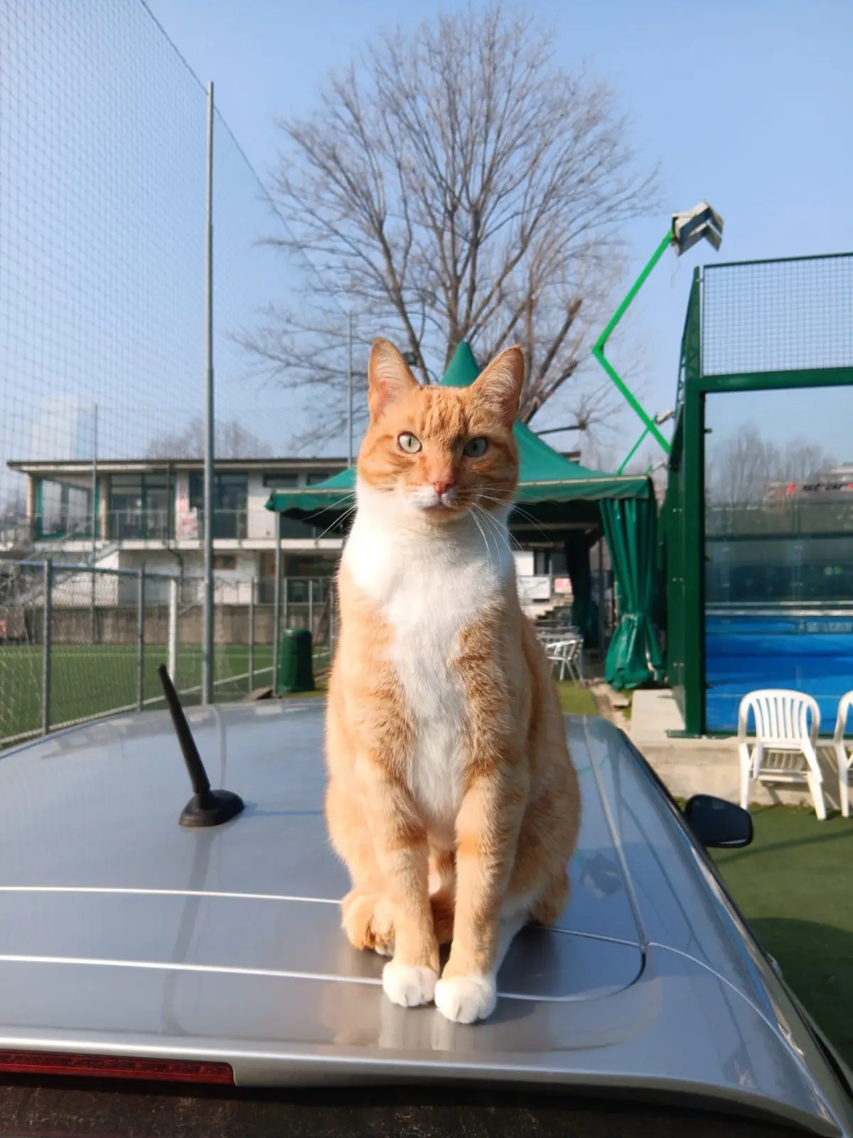 gatto lost    Turin Artù