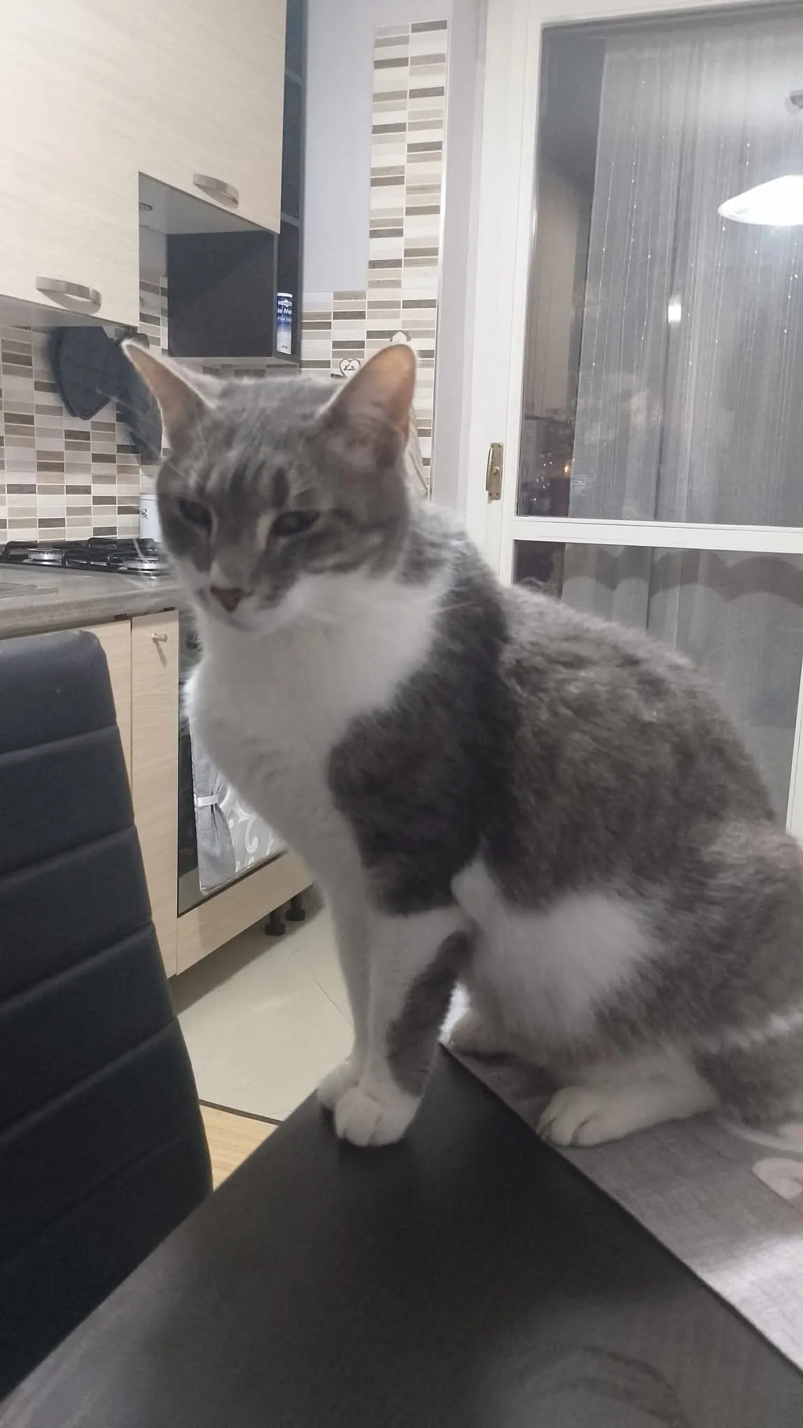 gatto lost    Turin Blu