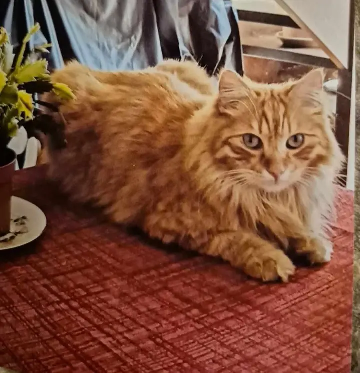 gatto lost    Turin Ron