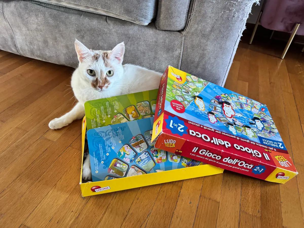 gatto lost    Turin Tobia