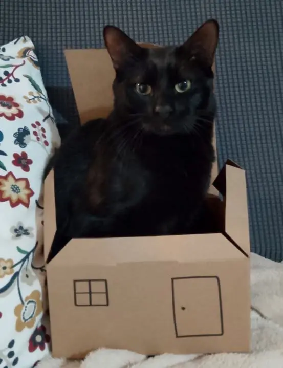 gatto lost    La Loggia Wox