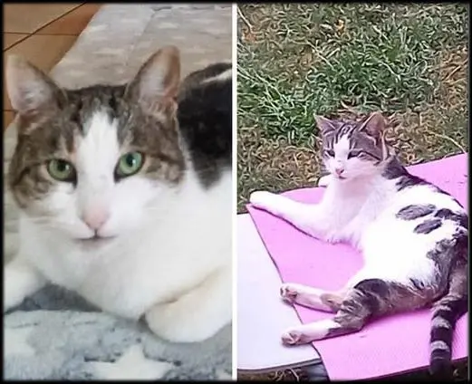 gatto lost   05018 Orvieto Matis