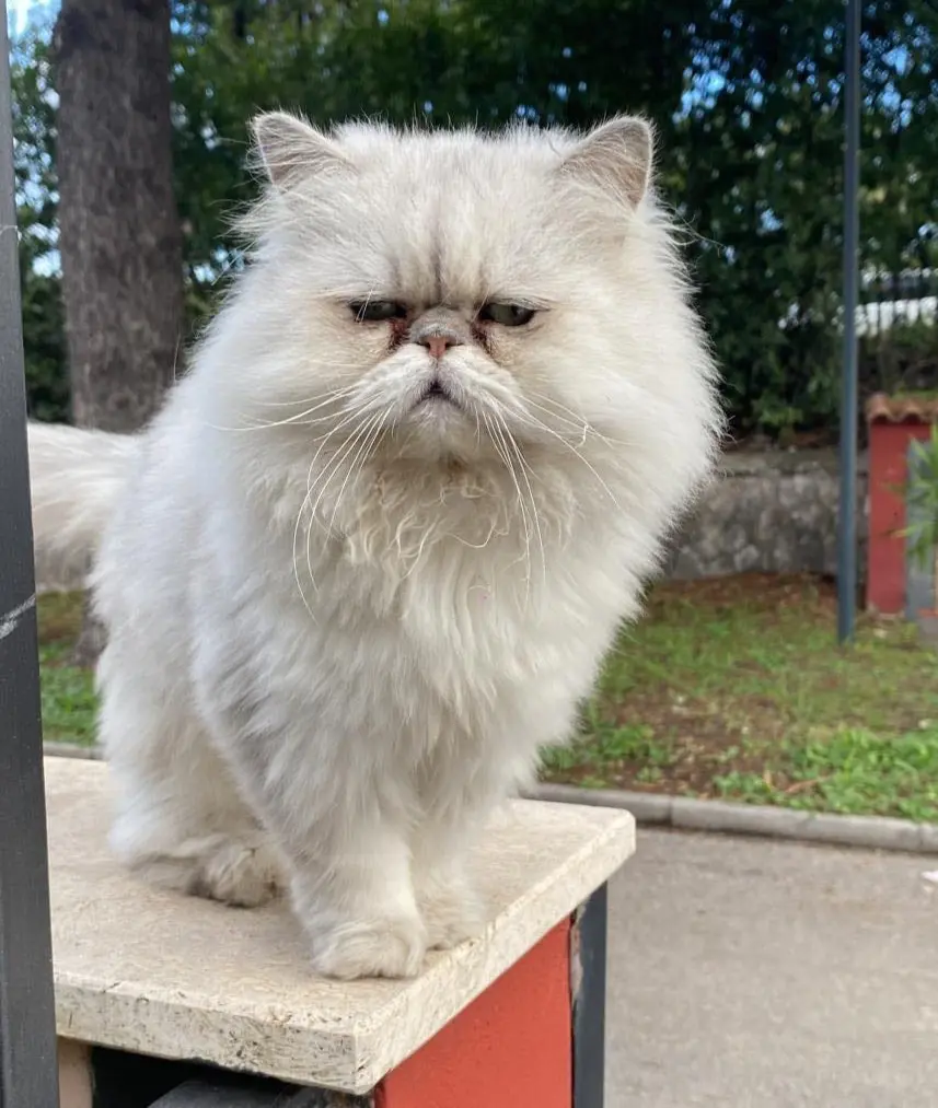 gatto lost   05035 Narni Nerone