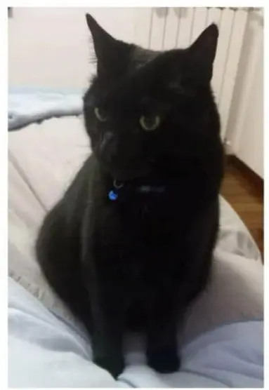 gatto lost   05029 San Gemini Teo