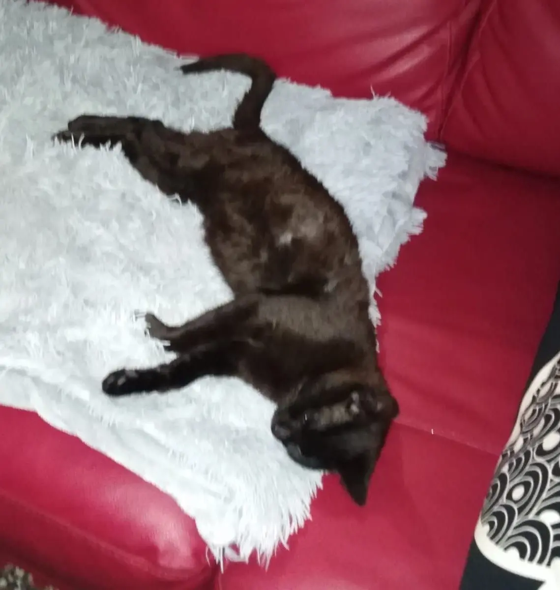 gatto lost   05100 Terni Achille