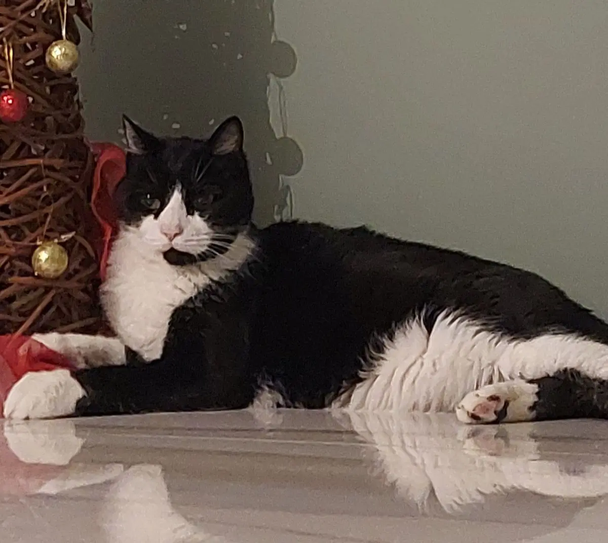 gatto lost   05100 Terni Ettorino