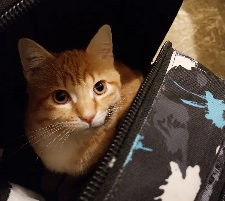 gatto lost   05100 Terni Garfild