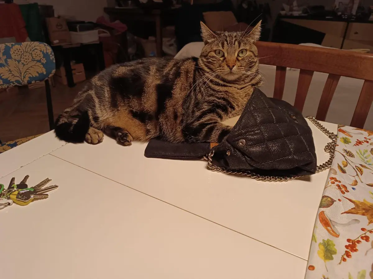 gatto lost   05100 Terni Minù