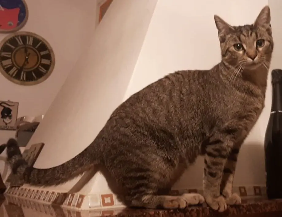 gatto lost   05100 Terni Odino