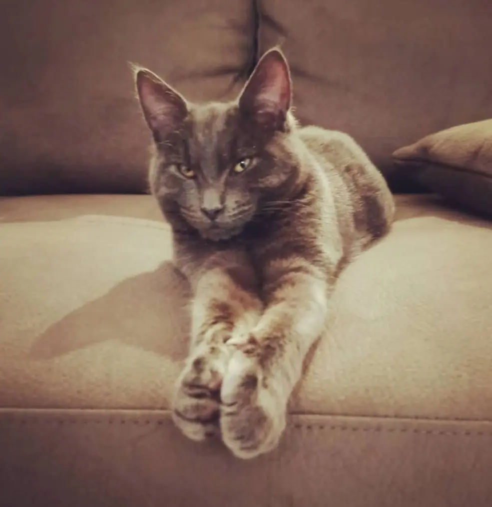 gatto lost   05100 Terni Ramon