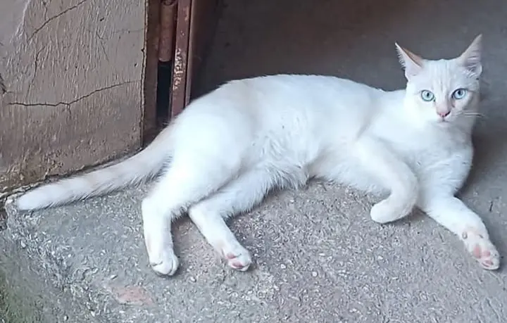 gatto lost   05100 Terni Theodore