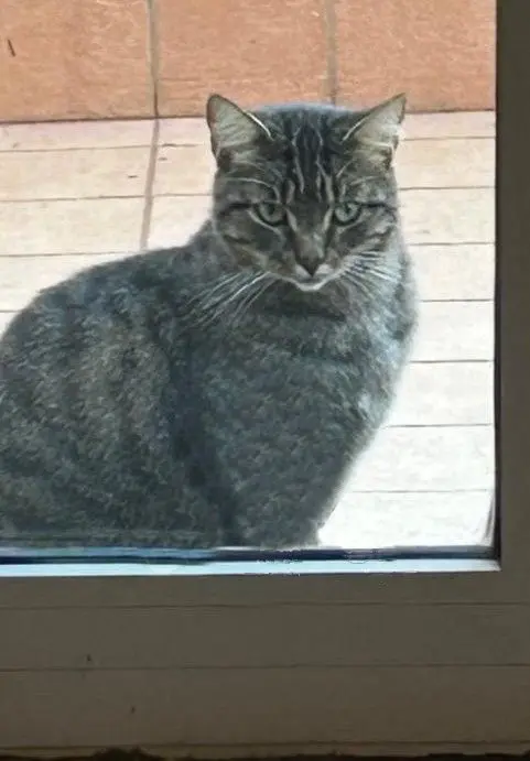 gatto lost   05100 Terni Tigre