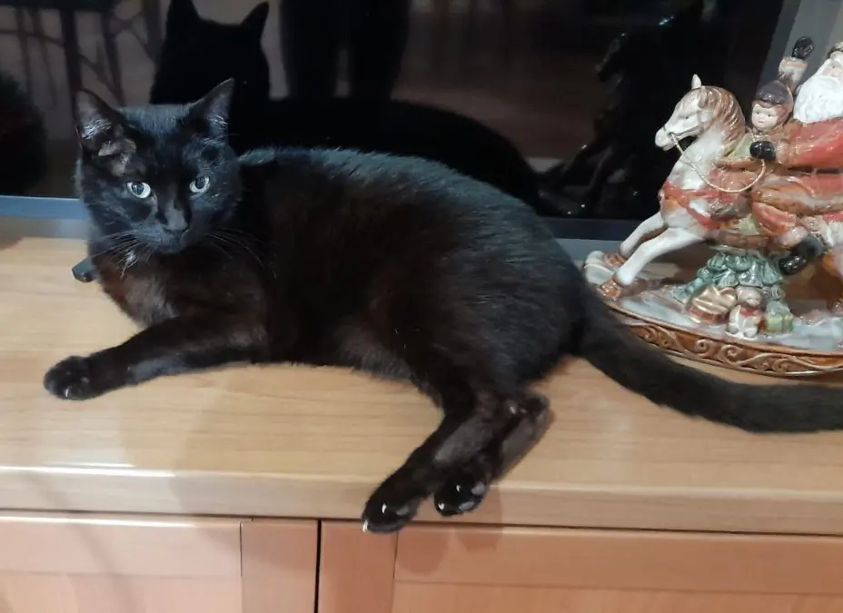 gatto lost   05100 Terni Ugo