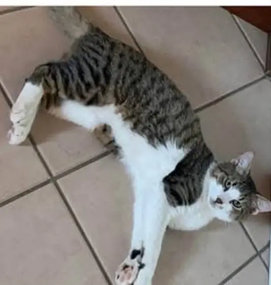 gatto lost   34011 Duino Aurisina / Devin - Nabrežina Tom