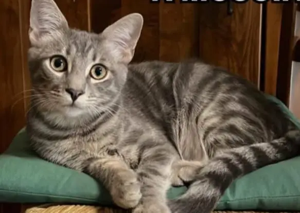 gatto lost   34015 Muggia / Milje Mirko