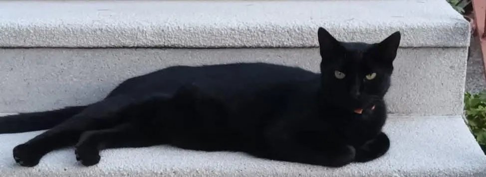 gatto lost   34015 Muggia / Milje Teo