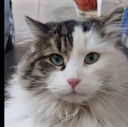 gatto lost   34121-34151 Trieste Lord