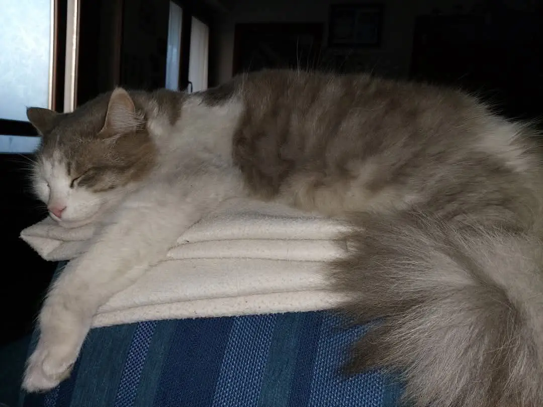 gatto lost   34121-34151 Trieste Max