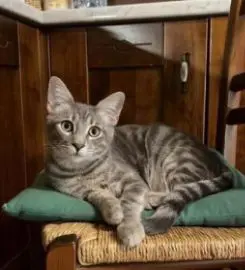 gatto lost   34121-34151 Trieste Mirko