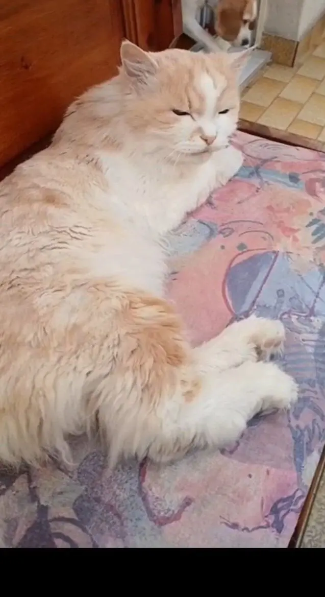 gatto lost   34121-34151 Trieste Pompolino