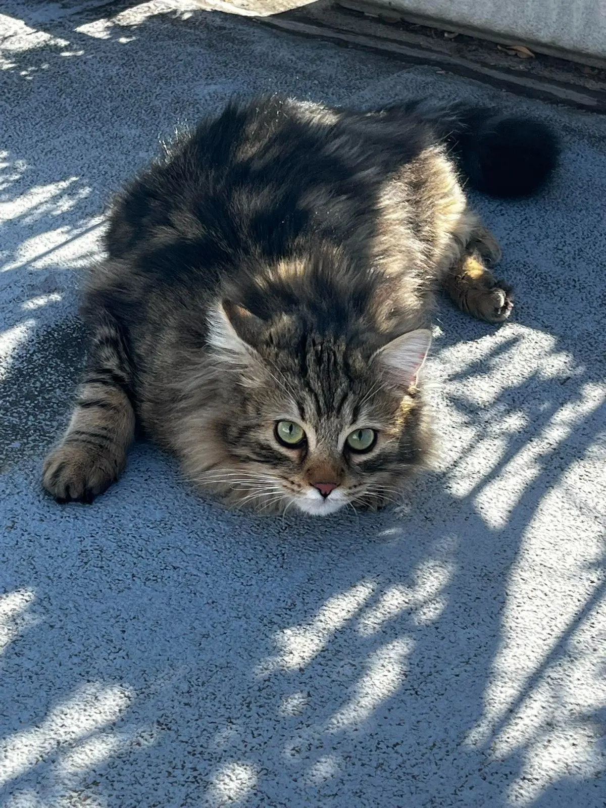 gatto lost   34121-34151 Trieste Rambo