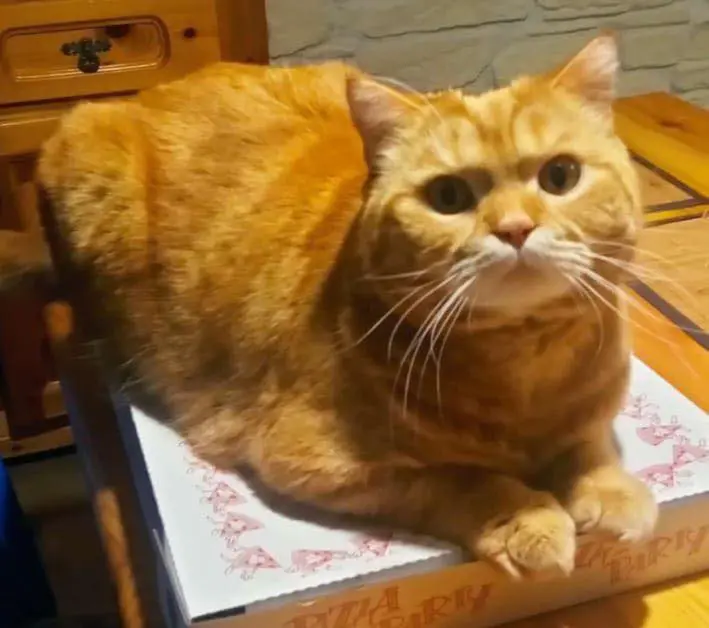 gatto lost   34121-34151 Trieste Rusty