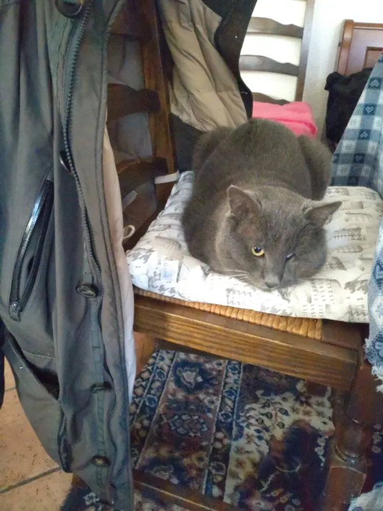 gatto lost   34121-34151 Trieste Tao