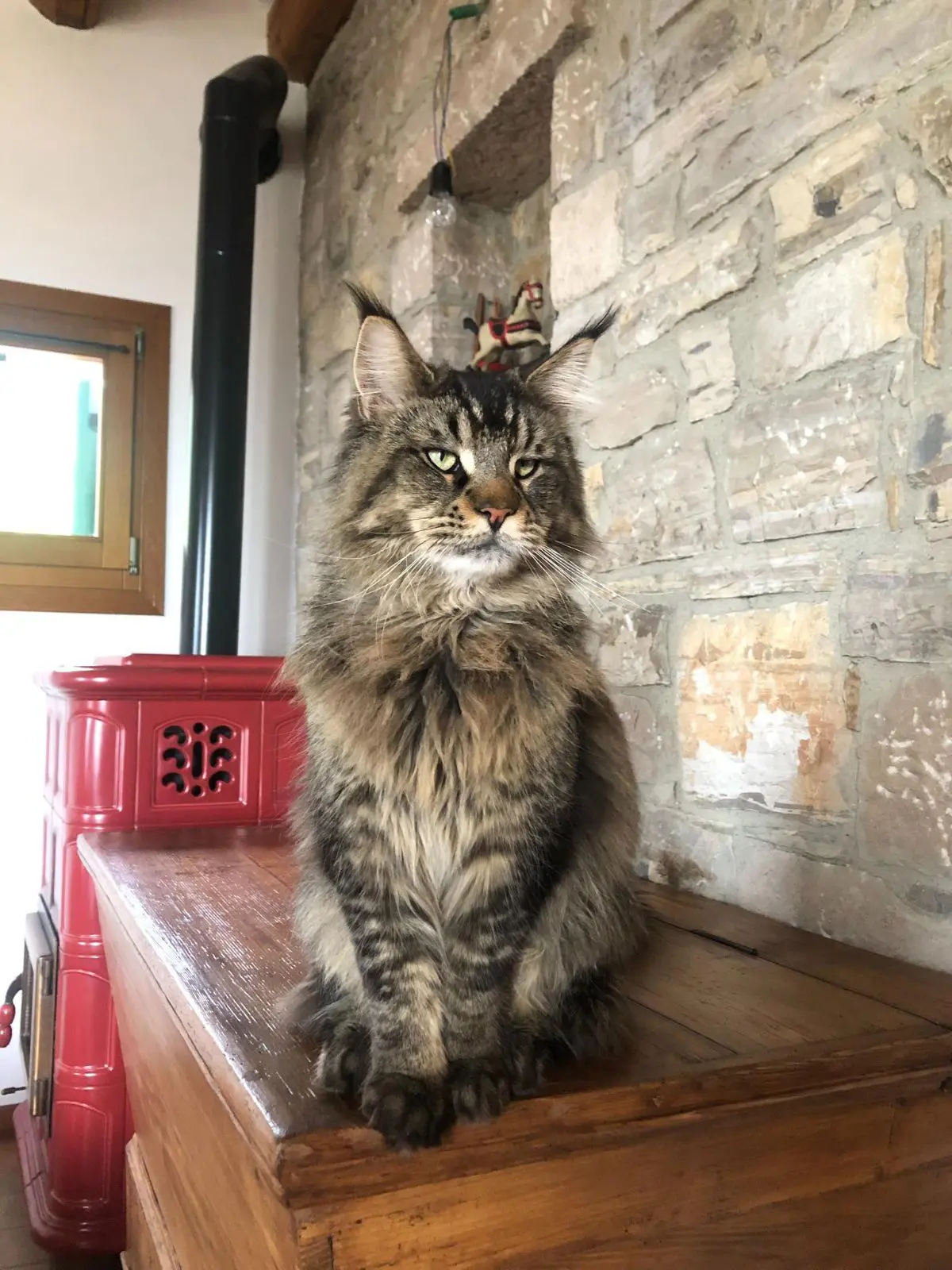 gatto lost   31049 Valdobbiadene Cesare