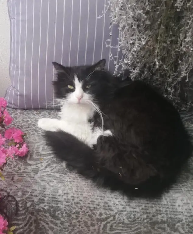 gatto lost   31011 Asolo Teo