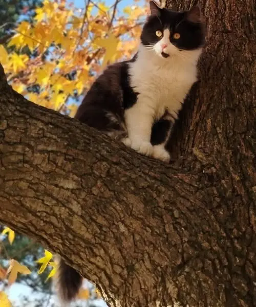 gatto lost   33040 Povoletto / Paulêt Batuffolo.