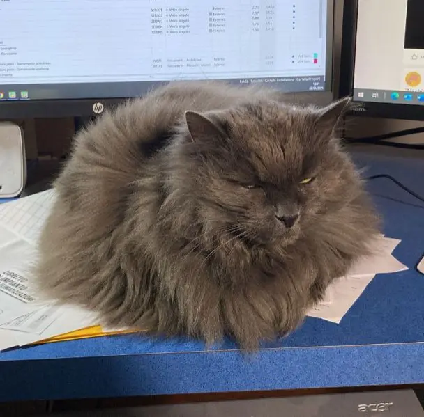 gatto lost 18 Via della Ferrovia 33017 Collerumiz / Culurumiz Benj