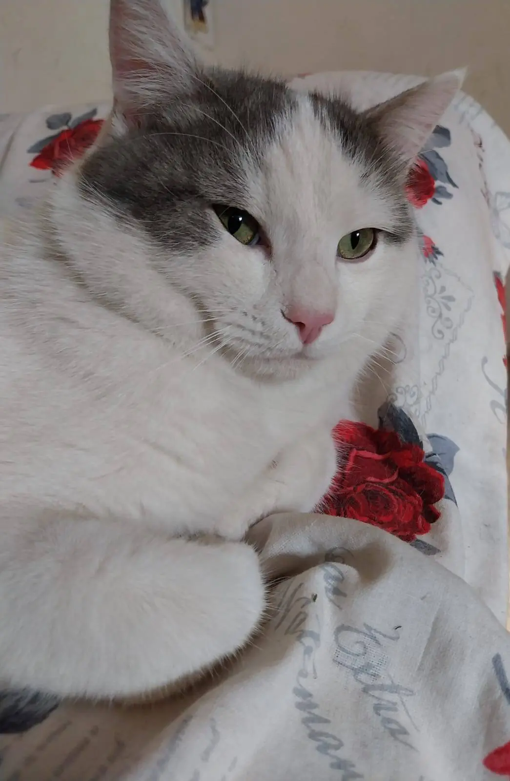 gatto lost   33050 Mortegliano / Mortean Ciccio