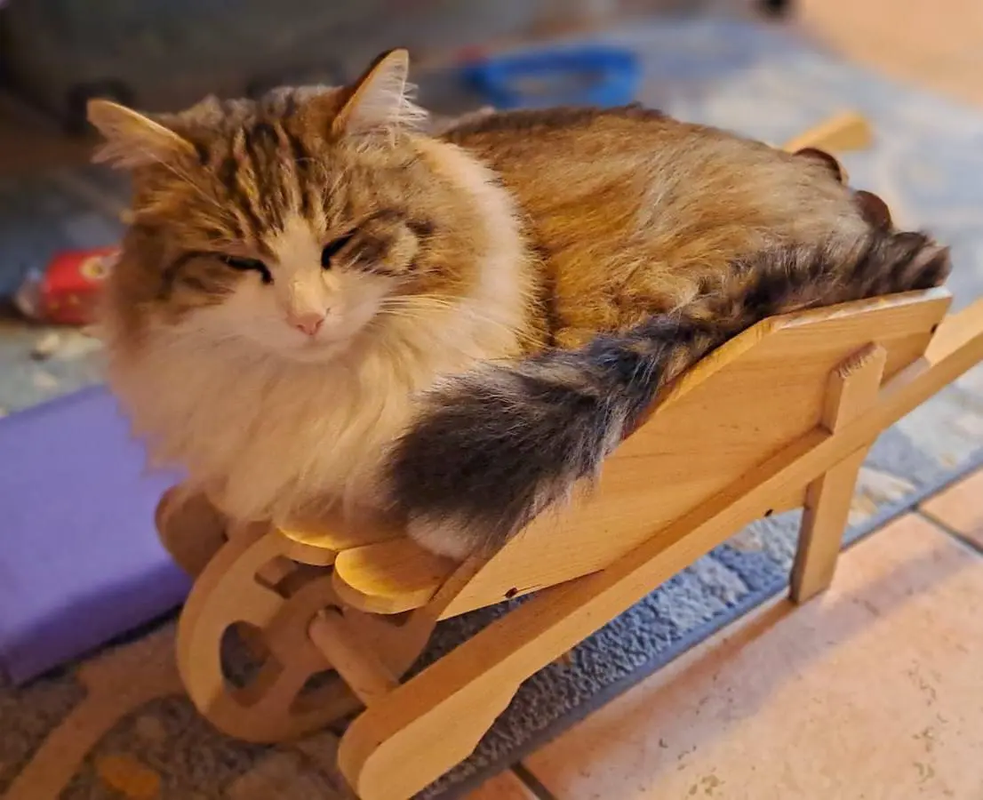 gatto lost   33042 Buttrio Cliff