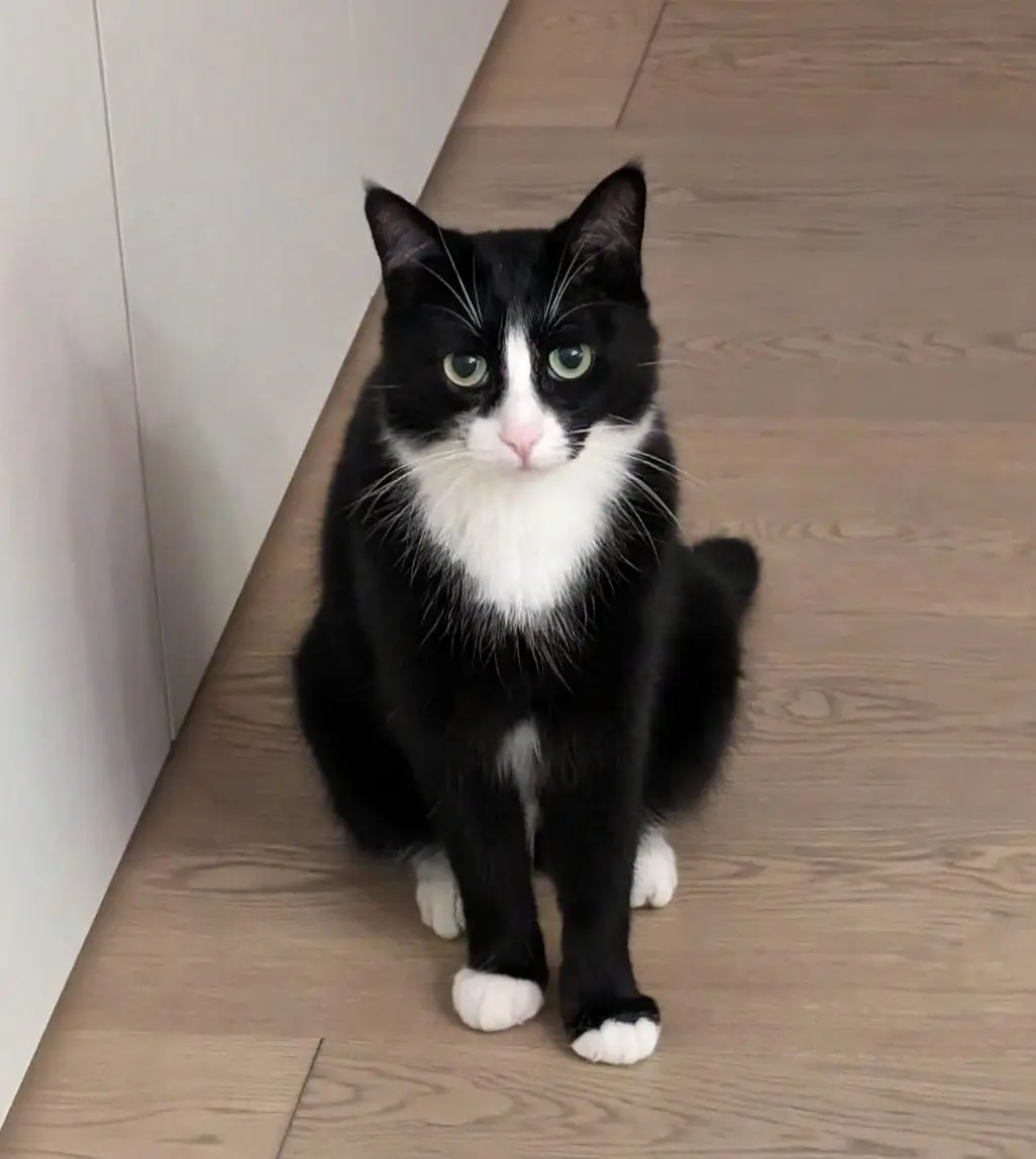 gatto lost   33034 Fagagna / Feagne Denver