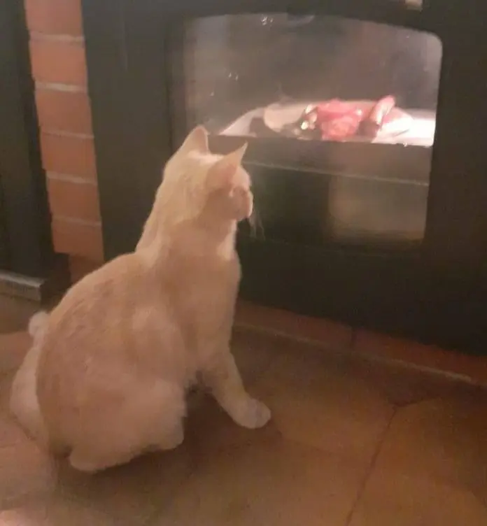 gatto lost   33040 Premariacco Frico