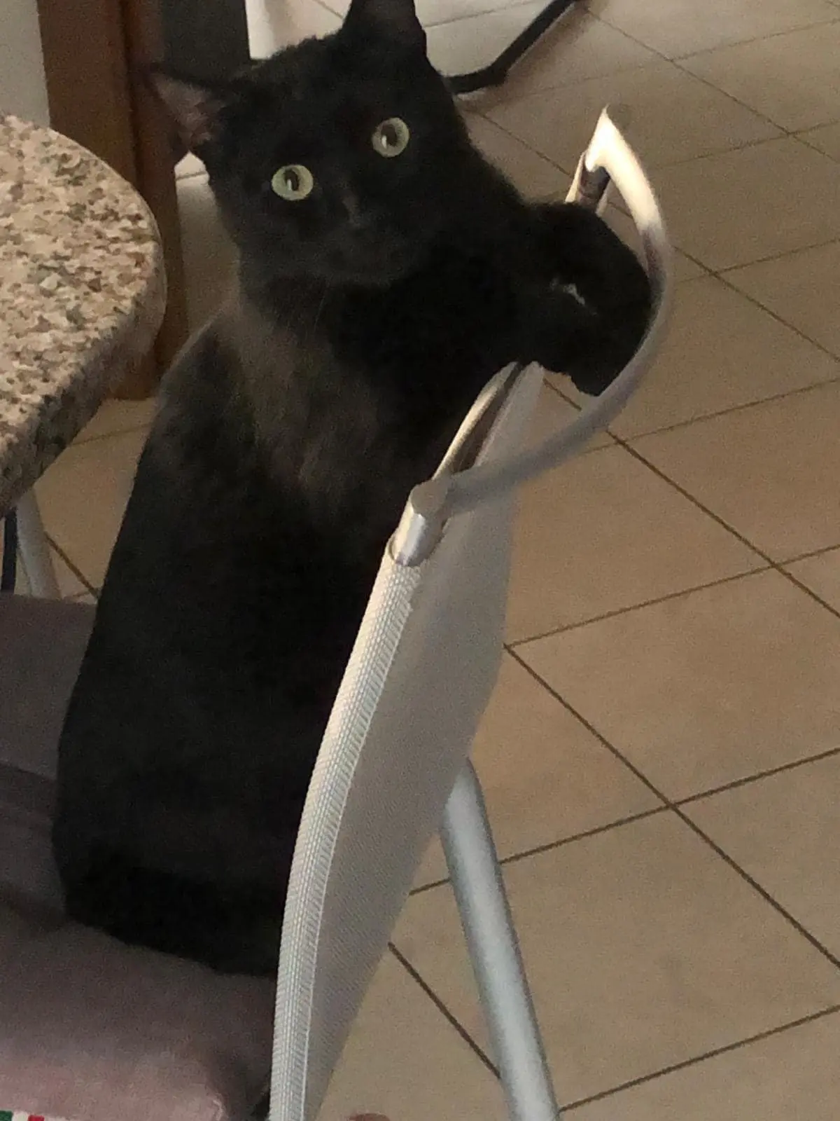 gatto lost  Via Guglielmo Marconi 33031 Variano / Varian Gatto nero