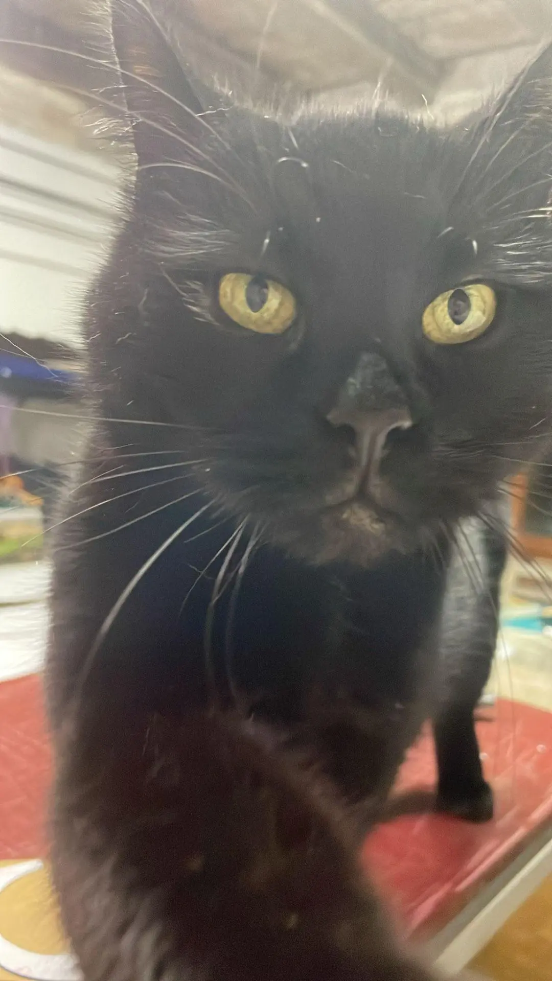 gatto lost   33030 San Vito di Fagagna / San Vît di Feagne Jager