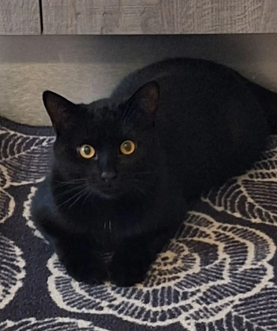 gatto lost   33040 Povoletto / Paulêt Jimmy