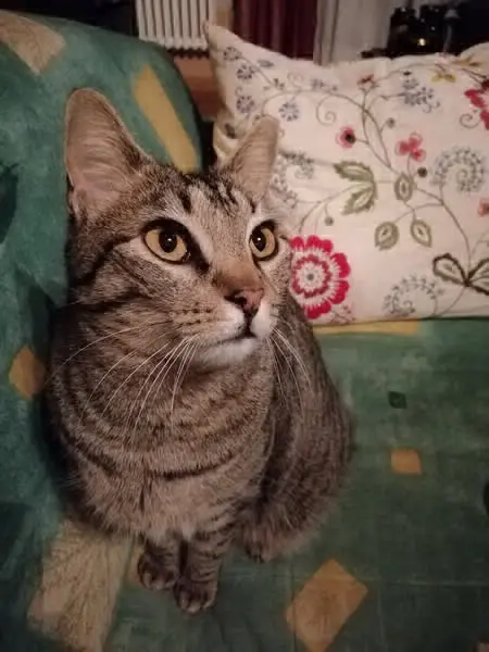 gatto lost   33033 Codroipo Kiss