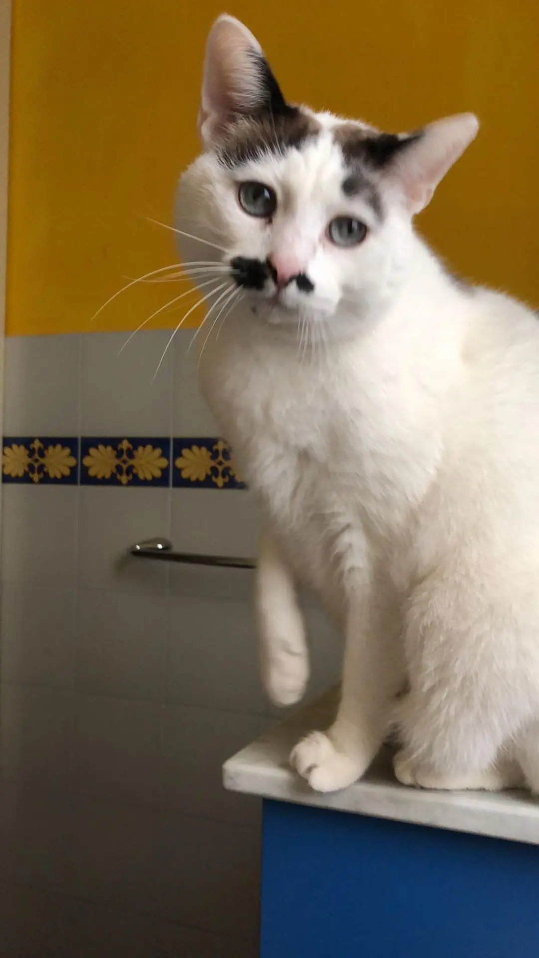 gatto lost   33050 Pocenia / Pucinie Maluki