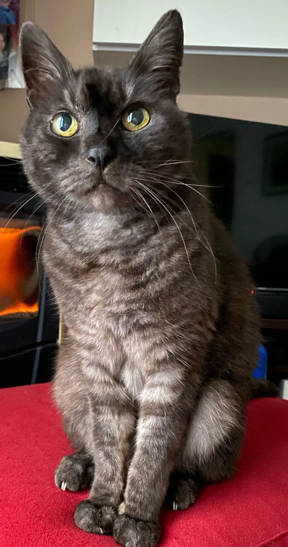 gatto lost   33030 Campoformido / Cjampfuarmit Matisse