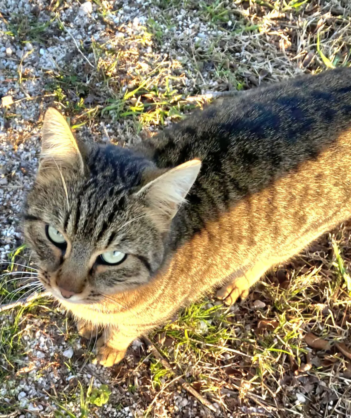 gatto lost   33054 Lignano Sabbiadoro / Lignan Miccio
