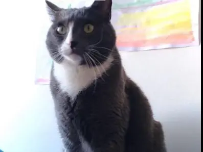 gatto lost   33050 Pavia di Udine / Pavie Pabi