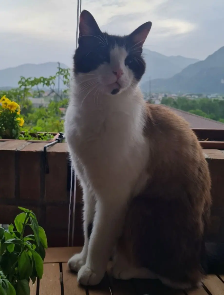 gatto lost   33013 Gemona del Friuli / Glemone Pici