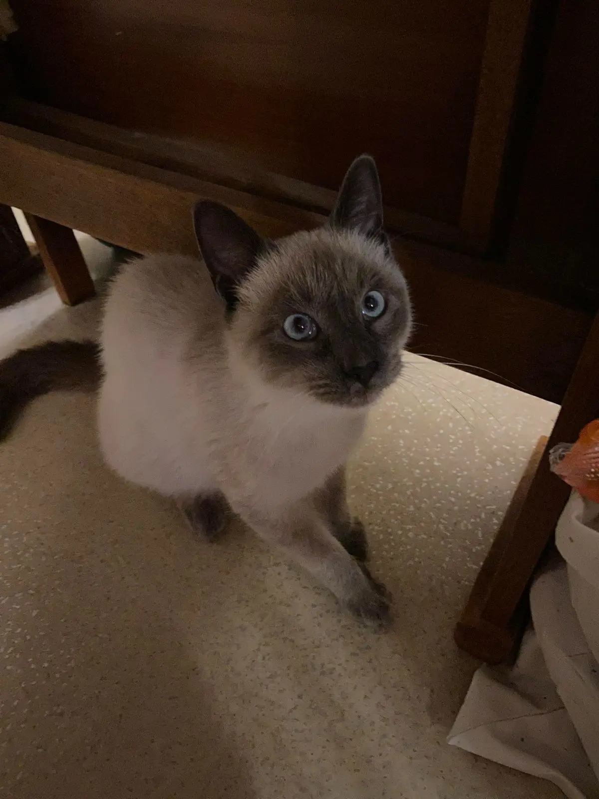 gatto lost   33052 Cervignano del Friuli / Çarvignan Pippo