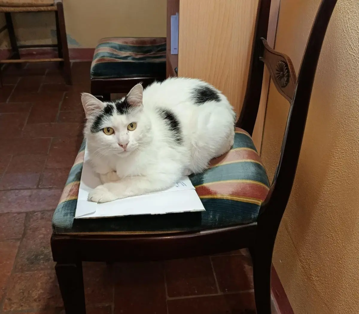 gatto lost   33033 Codroipo Pudin (o bagigio).