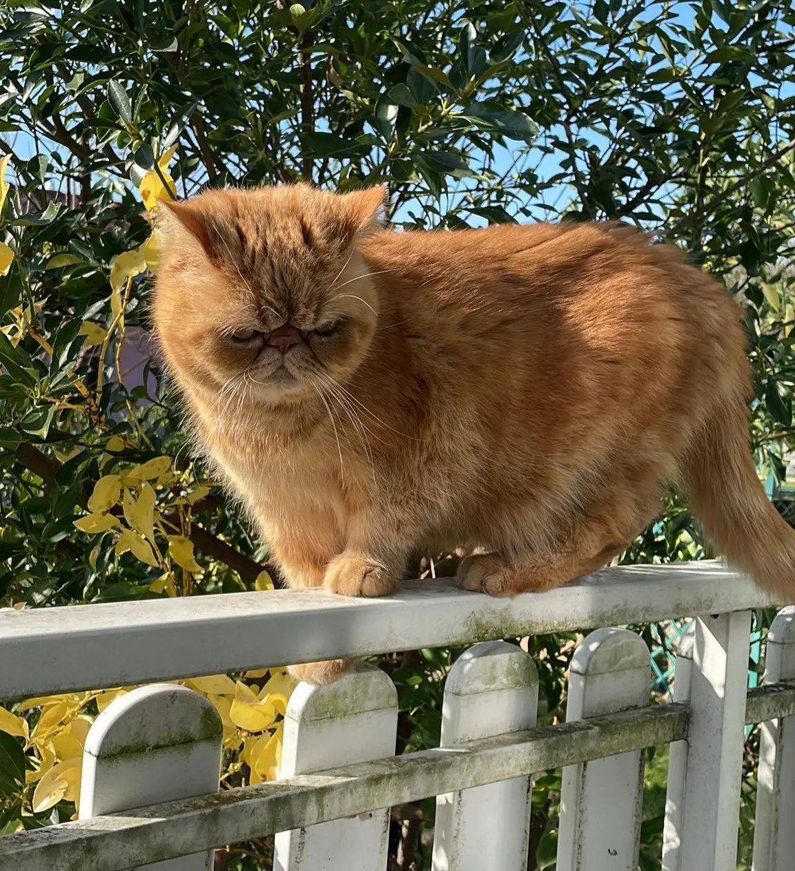 gatto lost   33010 Reana del Rojale / Reane dal Roiâl Scott