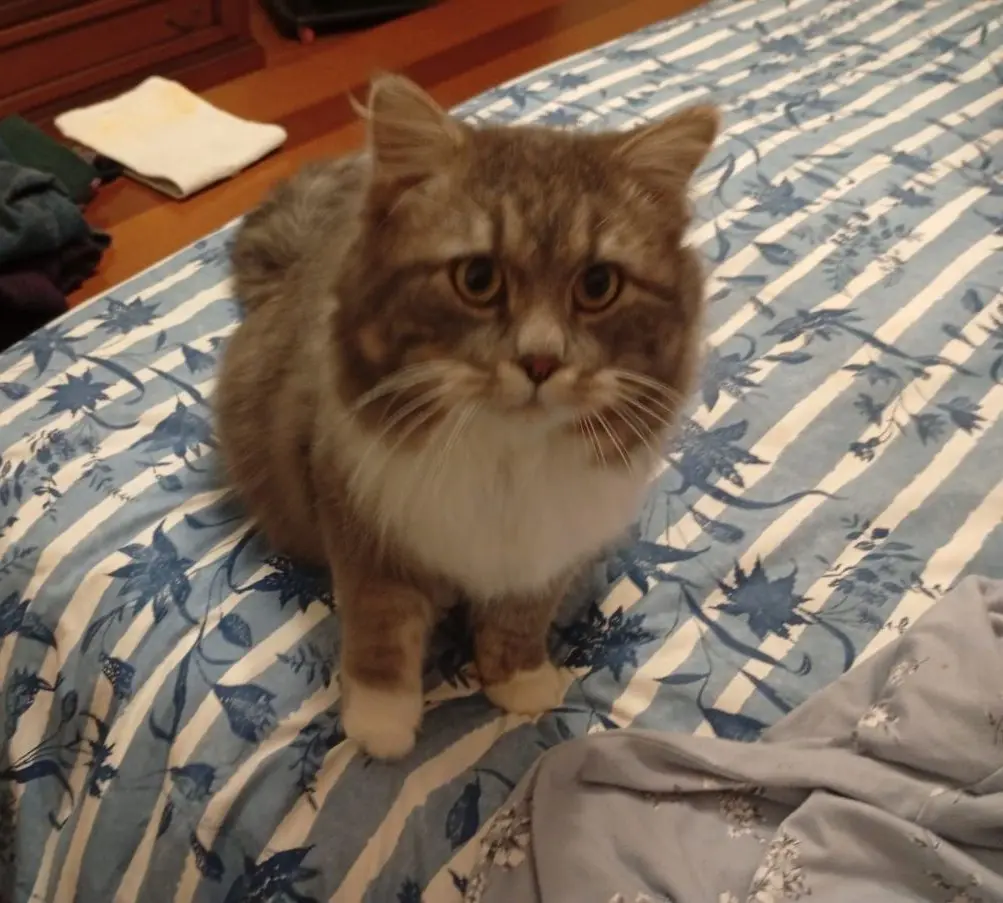 gatto lost   33053 Latisana / Tisane Speedy