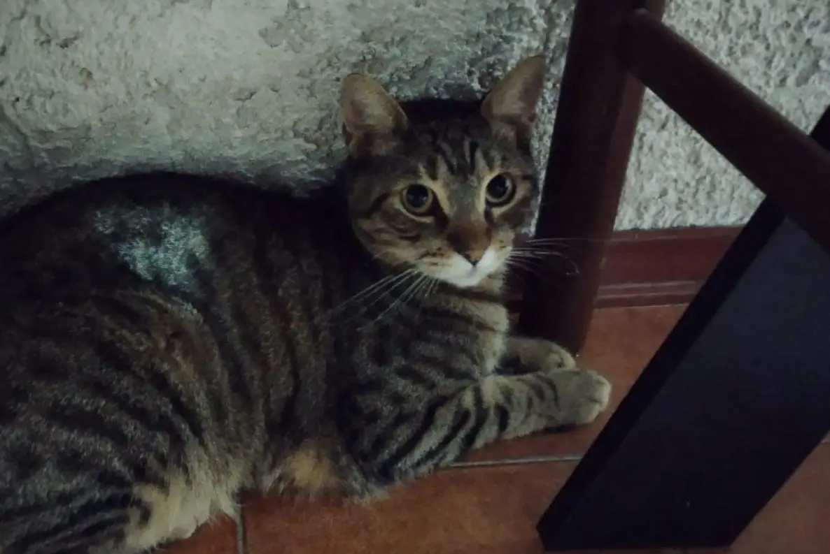 gatto lost   33010 Tavagnacco Tigro