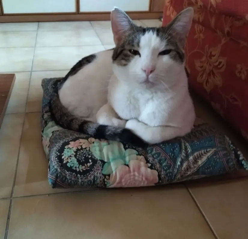 gatto lost   33100 Udine / Udin Agostino